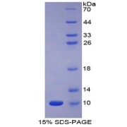 SDS-PAGE analysis of Human Apelin Protein.