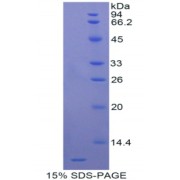 SDS-PAGE analysis of Rat Apolipoprotein C3 Protein.