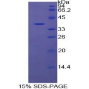 SDS-PAGE analysis of Cow Apolipoprotein H Protein.
