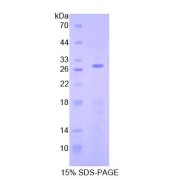 SDS-PAGE analysis of Human AIF Protein.