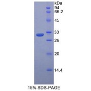 SDS-PAGE analysis of Mouse ASK1 Protein.