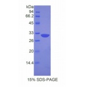 SDS-PAGE analysis of Mouse APAF1 Protein.