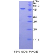 SDS-PAGE analysis of Human ARRB2 Protein.