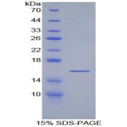 SDS-PAGE analysis of Artemin Protein.