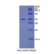 SDS-PAGE analysis of Rat AhR Protein.