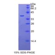 SDS-PAGE analysis of Human BPI Protein.