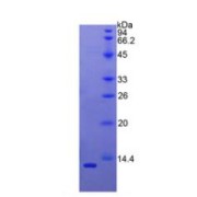 SDS-PAGE analysis of Human BAFFR Protein.