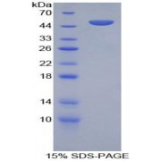 SDS-PAGE analysis of Mouse BAFFR Protein.