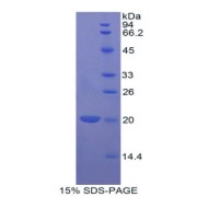 SDS-PAGE analysis of Dog Bcl2L2 Protein.