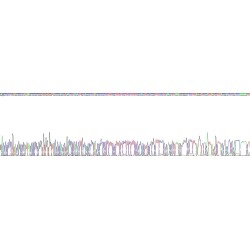 Mouse Beta-2-Microglobulin (B2M) Protein