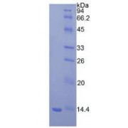 SDS-PAGE analysis of recombinant Mouse beta 2-Microglobulin Protein.