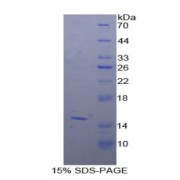 SDS-PAGE analysis of Mouse Biglycan Protein.