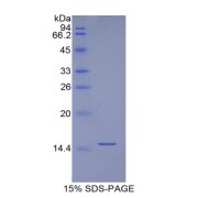 SDS-PAGE analysis of Mouse Biglycan Protein.