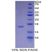 SDS-PAGE analysis of Mouse BMP15 Protein.
