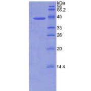 SDS-PAGE analysis of Human BMP2 Protein.