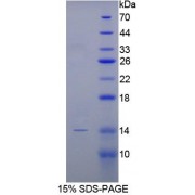 SDS-PAGE analysis of recombinant Rabbit BMP2 Protein.
