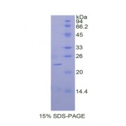 SDS-PAGE analysis of Dog BMP2 Protein.