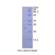 SDS-PAGE analysis of Cow BMP4 Protein.