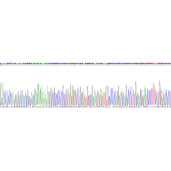 Human Bone Morphogenetic Protein 4 (BMP4) Protein