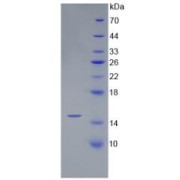 SDS-PAGE analysis of recombinant Human BMP4 Protein.