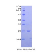 SDS-PAGE analysis of Rat BMP4 Protein.