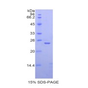 SDS-PAGE analysis of Rabbit BMP4 Protein.