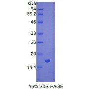 SDS-PAGE analysis of Mouse BMP7 Protein.