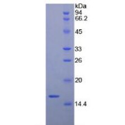 SDS-PAGE analysis of Rat BDNF Protein.