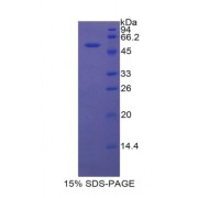 SDS-PAGE analysis of Rat BRCA1 Protein.