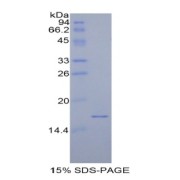 SDS-PAGE analysis of Rat Calcitonin Protein.