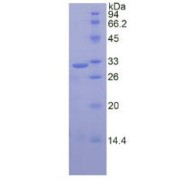 SDS-PAGE analysis of recombinant Human Calpain 1, Large Subunit (CAPN1) Protein.