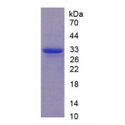 SDS-PAGE analysis of Rat CAPN1 Protein.