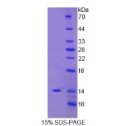 SDS-PAGE analysis of Human CEACAM7 Protein.