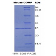 SDS-PAGE analysis of Mouse COMP Protein.