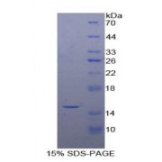 SDS-PAGE analysis of Rat Caspase 3 Protein.