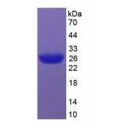 SDS-PAGE analysis of Rat Caspase 9 Protein.