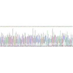 Human Cathelicidin Antimicrobial Peptide (CAMP) Protein