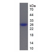 SDS-PAGE analysis of recombinant Mouse Cathepsin B (CTSB) Protein.