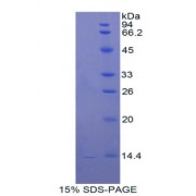 SDS-PAGE analysis of Rat Cathepsin D Protein.