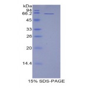 SDS-PAGE analysis of Mouse CD5L Protein.