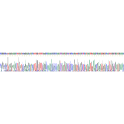 Human Cerebral Dopamine Neurotrophic Factor (CDNF) Protein