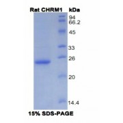 SDS-PAGE analysis of recombinant Rat CHRM1 Protein.