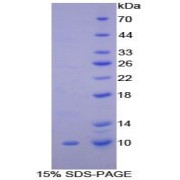 SDS-PAGE analysis of Rat Clara Cell Protein 16 Protein.