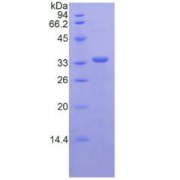 SDS-PAGE analysis of Mouse CD163 Protein.