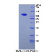 SDS-PAGE analysis of Rat CD1d Protein.