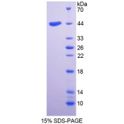 SDS-PAGE analysis of Monkey CD4 Protein.