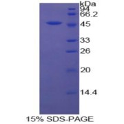 SDS-PAGE analysis of Cow CD40L Protein.