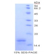 SDS-PAGE analysis of Human CD40L Protein.