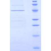 SDS-PAGE analysis of Rat CD40L Protein.