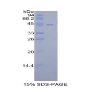 SDS-PAGE analysis of Pig CD40L Protein.